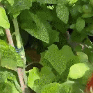 Rosii Belgiene Gigant