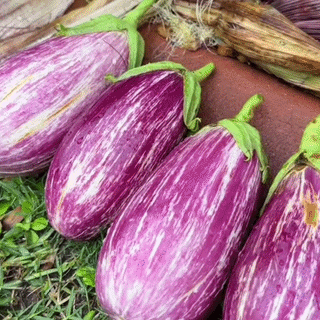 Vanata Listada de Gandia