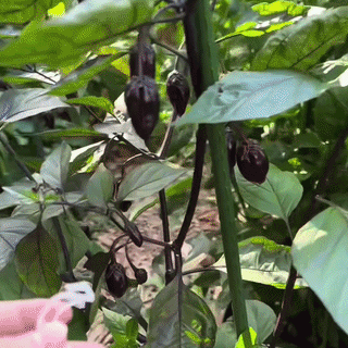 Sistem Prindere Plante