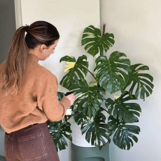 Ulei de Neem