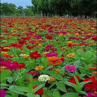 Seminte Flori Zinnia Diablo