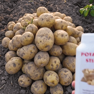 Biostimulator Cartofi