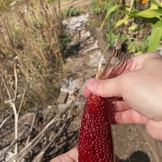 Porumb Floricele