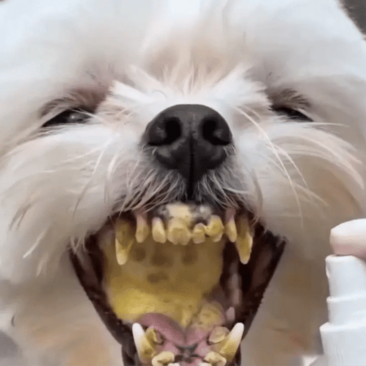 Spray Dentar Pentru Animale