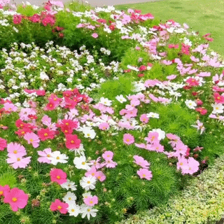 Seminte Cosmos Multicolor
